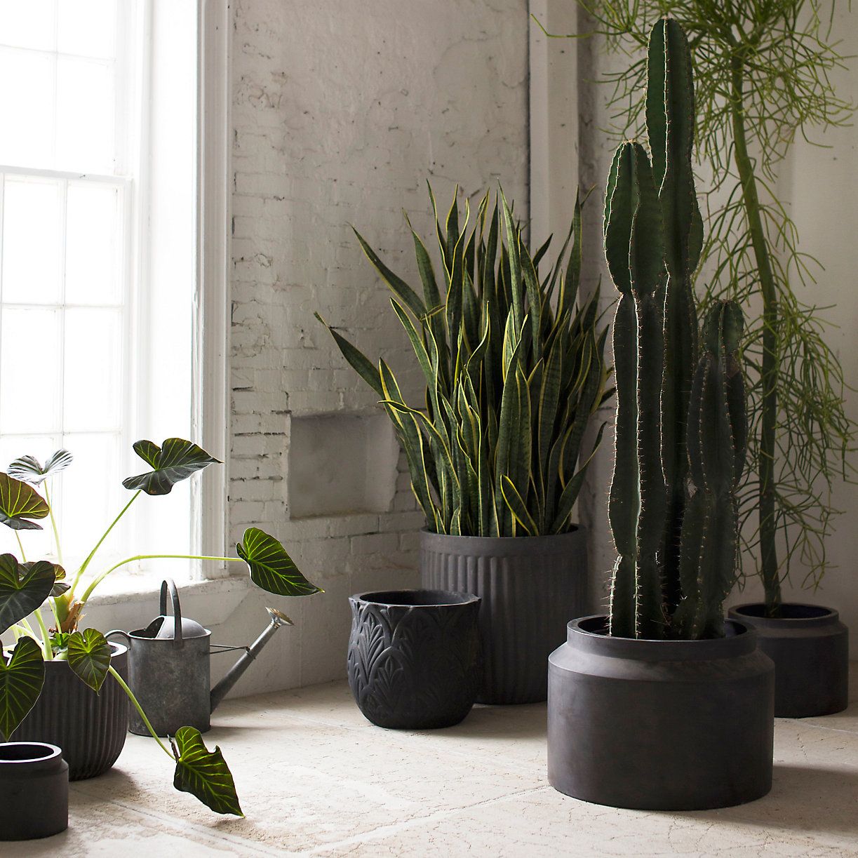 Improving Sleep Quality with Plants