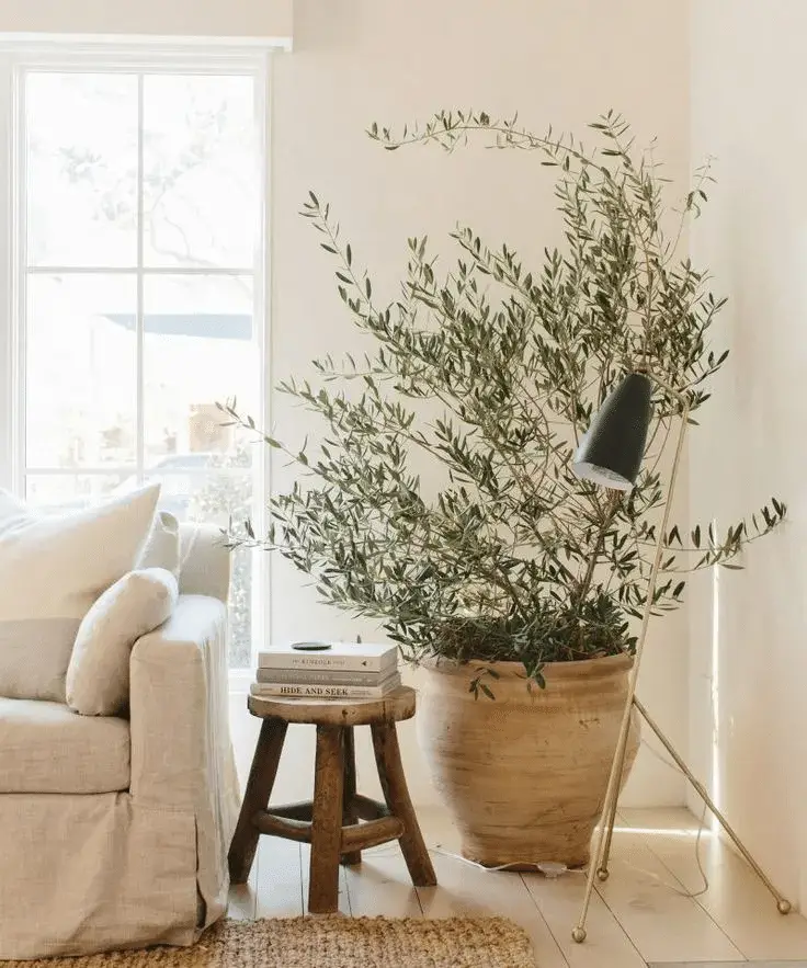 The Power of Plants in Interior Design