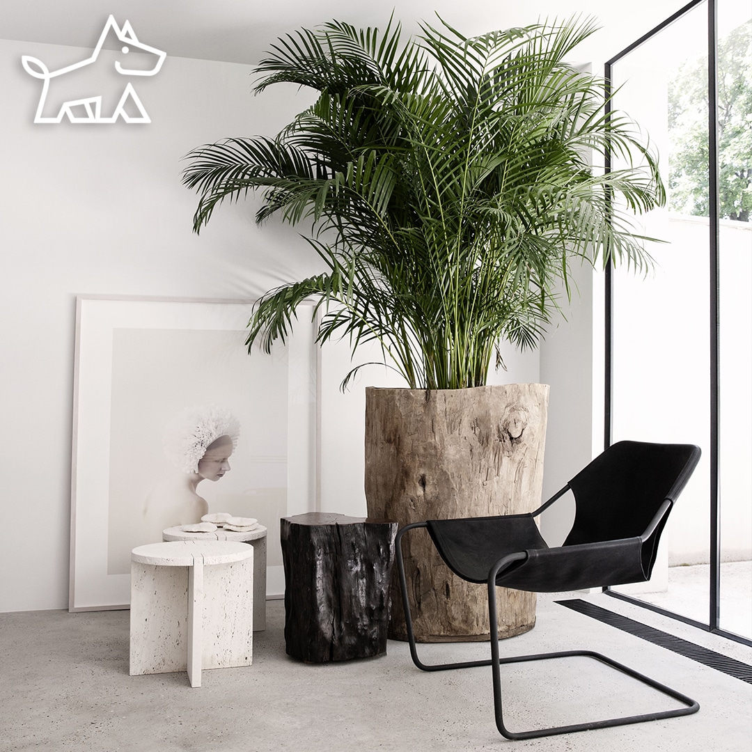 Biophilic Design: Breathe Life into Your Space The Transformative Power of Using Plants in Interior Design