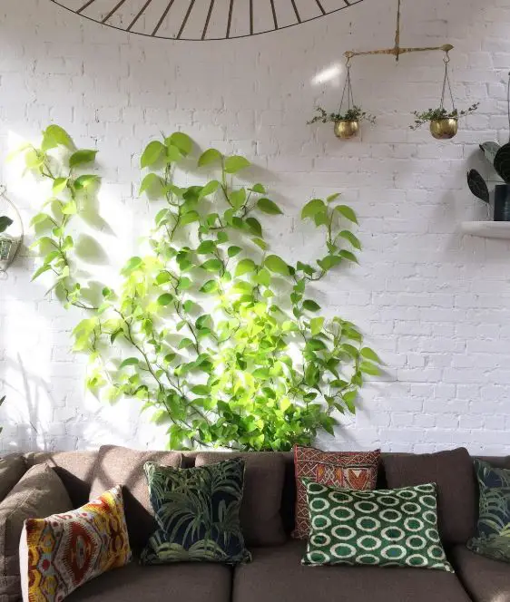 DIY Delight: Crafting Your Own Pothos Climbing Pole for a Unique Look