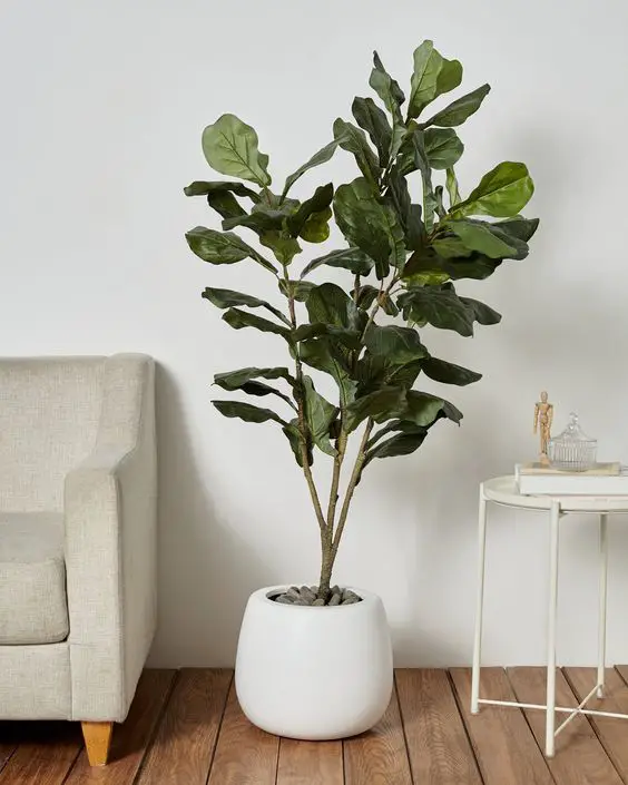 How to Clean Fiddle Leaf Fig Leaves: Elevate Your Interior Design with a Healthy, Vibrant Plant Pristine Fiddle Leaf Fig…
