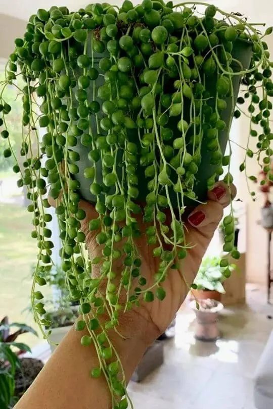 Thriving Indoors with Delightful Aroma: String of Pearls Plant