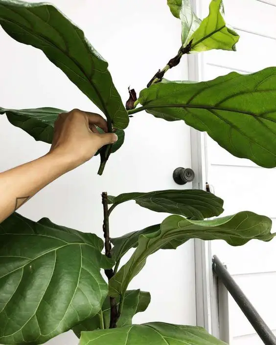 How can I spot issues with my fiddle leaf fig leaves that might require extra attention or cleaning?