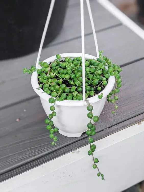Quenching Your String of Pearls: How to Water for Lush, Healthy growth