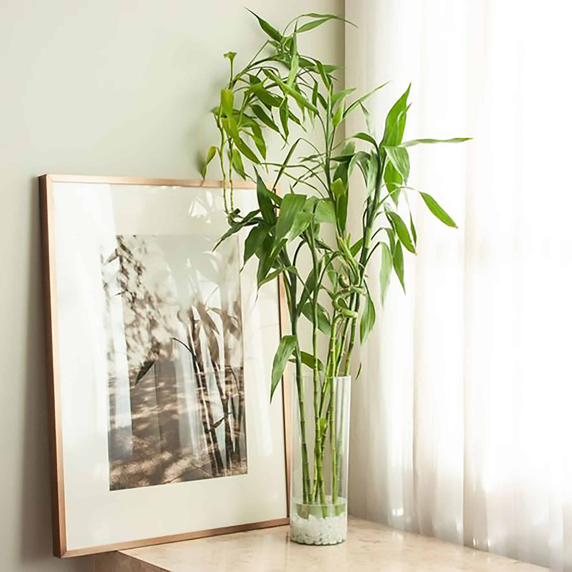 How to Repot a Bamboo: A Comprehensive Guide for a Thriving, Gorgeous Houseplant