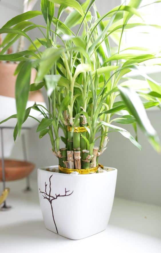 Can I grow bamboo in a pot outdoors?