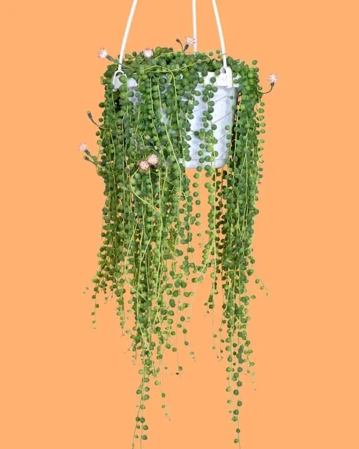 String Theory: Mastering the Art of Watering Your String of Pearls for Optimal growth