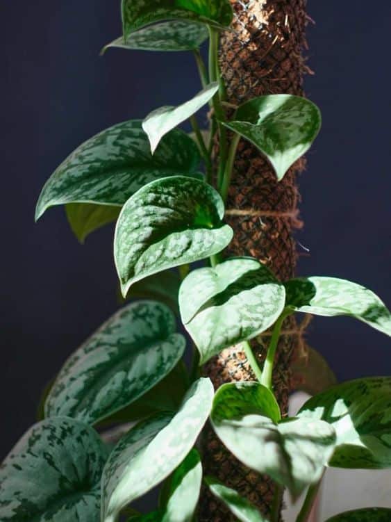 Pothos Climbing Trellis: Blending Style and Nature in Your Home