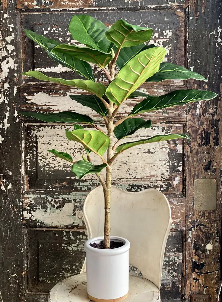Fiddle Leaf Fig Care: Tips for Longevity and Success