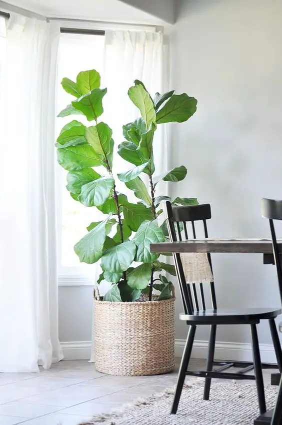 Embrace the Benefits of a Healthy Fiddle Leaf Fig: The Power of Clean Leaves