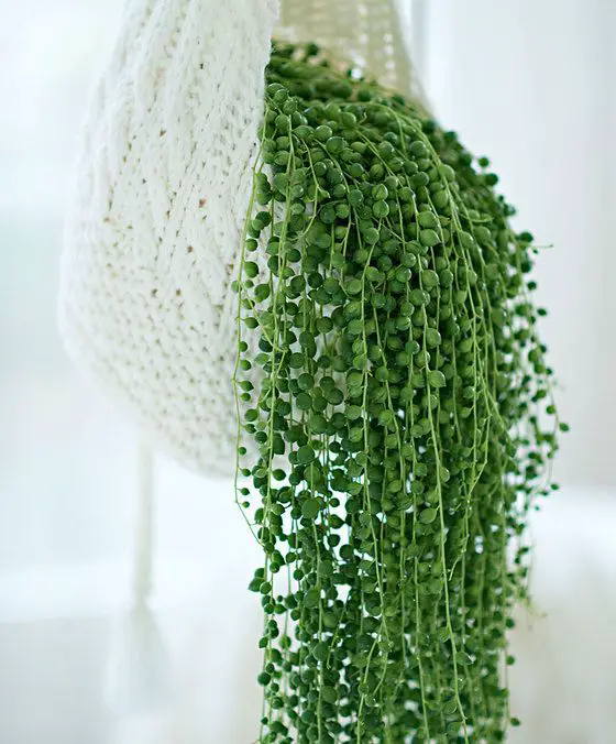 How to Make String of Pearls Fuller in 7 Easy Steps: Revitalize Your Interior Design