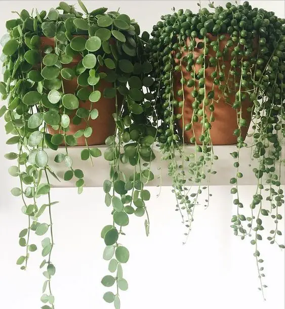 Mastering Repotting Techniques: Unravel the Art of Handling Delicate Pearls Cuttings