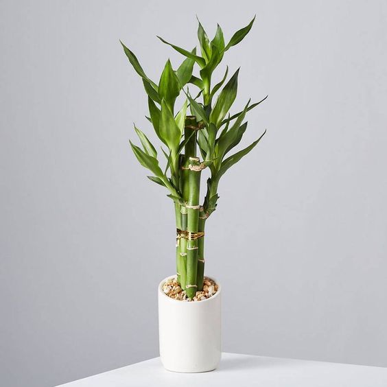 Propagation and Repotting Techniques for Lucky Bamboo