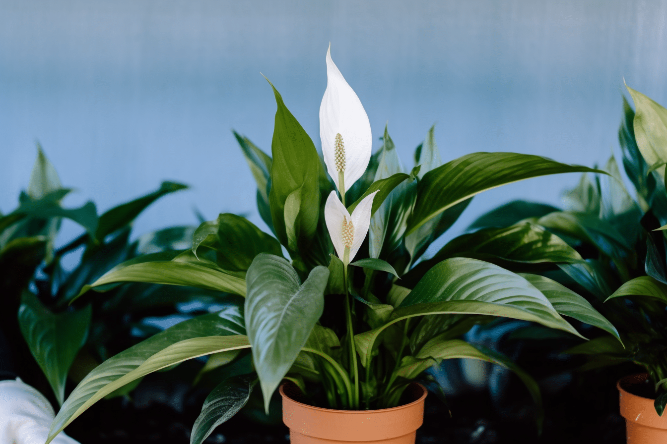Cultivating Serenity: Tips for Encouraging Peace Lily Flowers