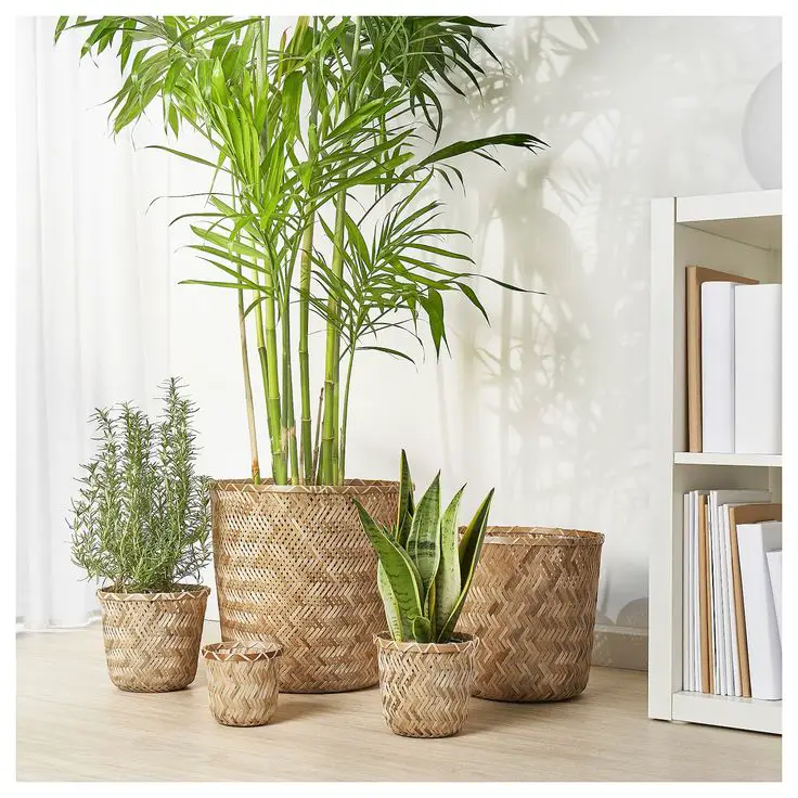 All About Lucky Bamboo: Origin, Significance, and Care