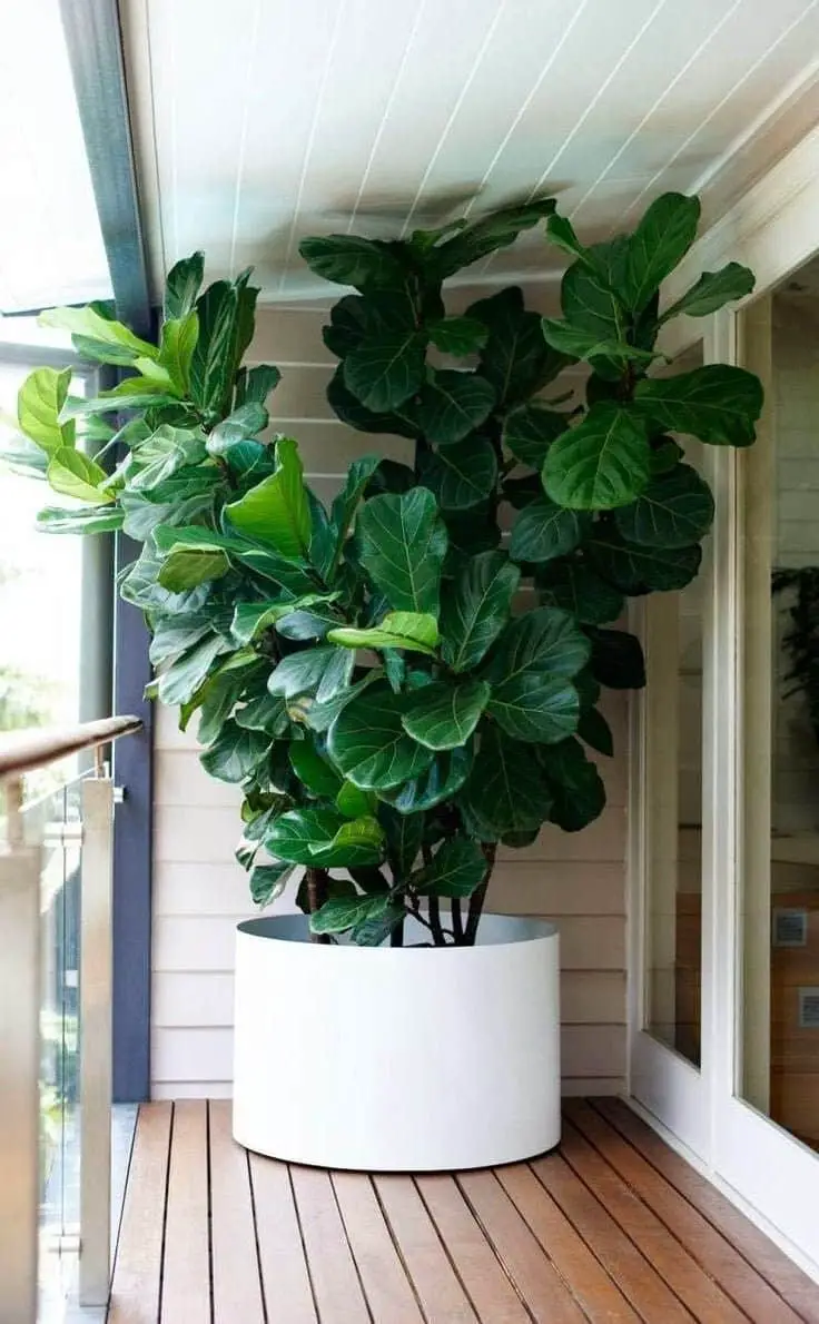 Mastering the Art of Fiddle Leaf Fig Maintenance: Cleaning Techniques Explored