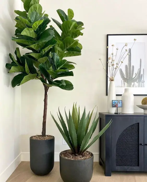 Breathing Life into Your Fiddle Leaf Figs: Cleaning for Optimal Leave Health