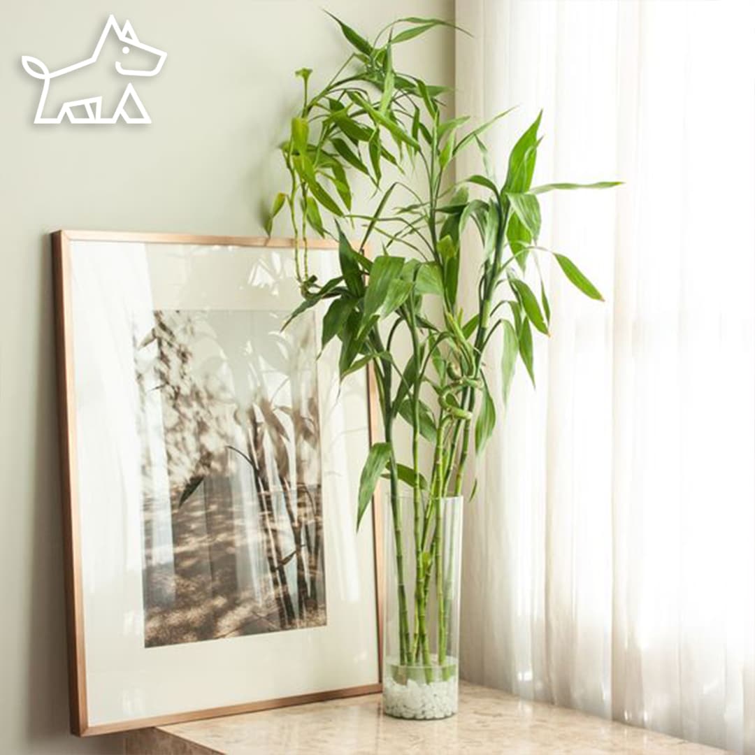 How to Repot a Bamboo: A Comprehensive Guide for a Thriving, Gorgeous Houseplant