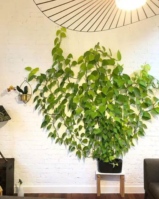 How to Train Pothos to Climb: Training Pothos & Mastering the Art of Climbing and Thriving