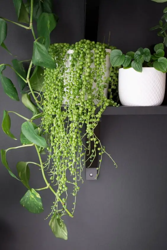 Discover the Secrets of String of Pearls Care: From Watering to Pruning