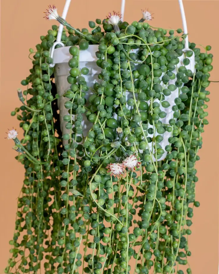 Pearls of Wisdom: Identifying and Addressing Root Rot in Your String of Pearls