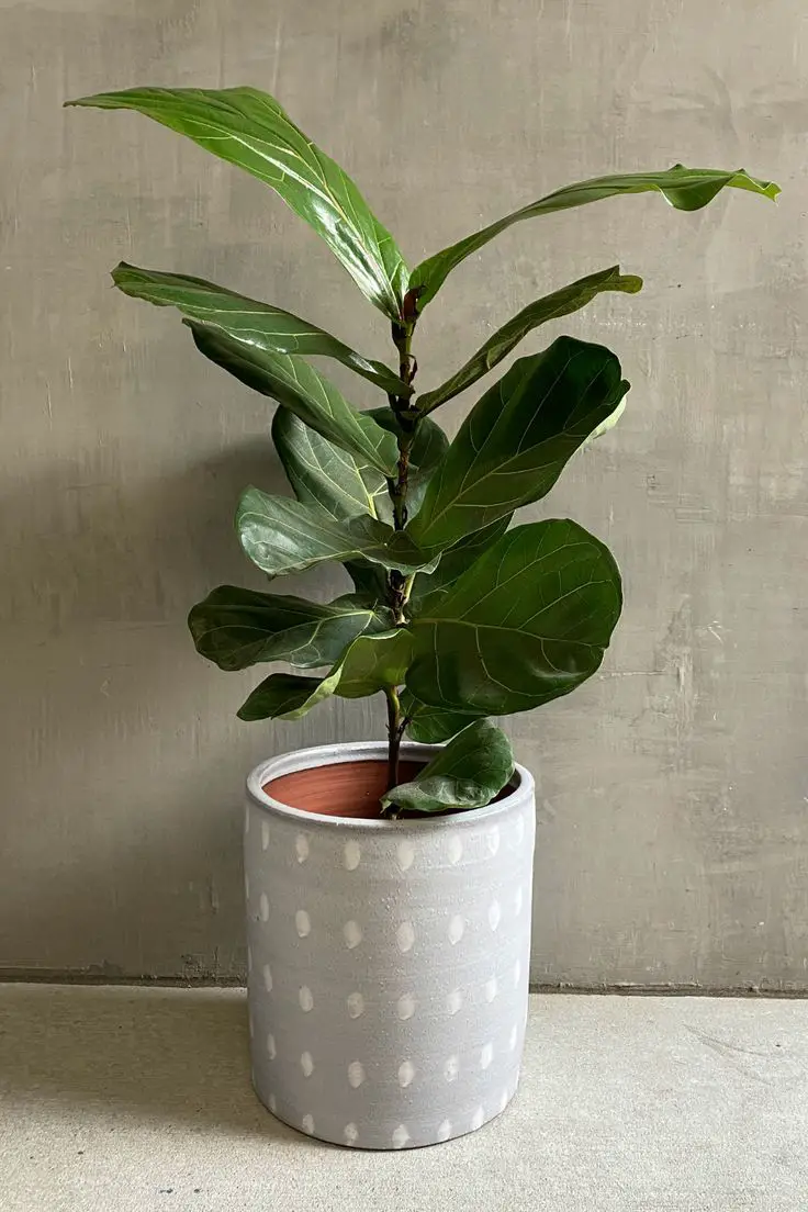 A Step-by-Step Guide to a Clean Leaf
