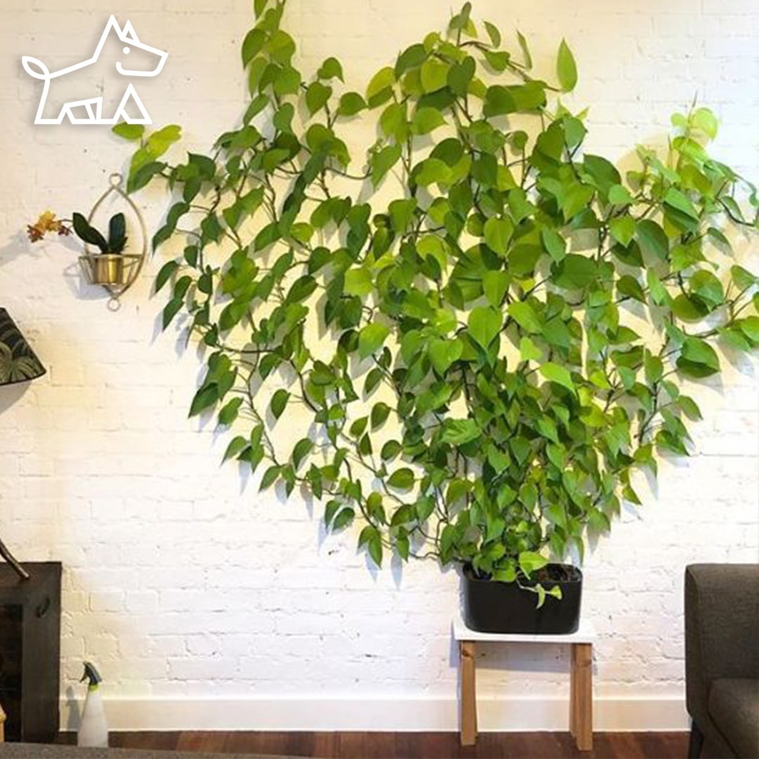 How to Train Pothos to Climb: Training Pothos & Mastering the Art of Climbing and Thriving