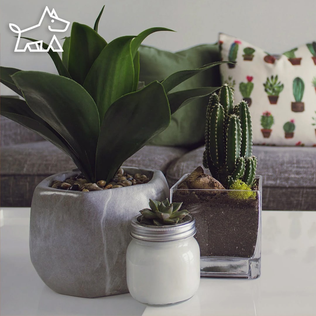 How to Make Your Own Cactus Soil: An Interior Designer’s Green-Thumbed Guide