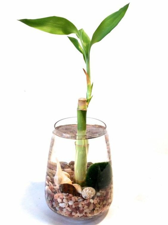 The Art of Choosing the Perfect Pot and Soil for Your Bamboo
