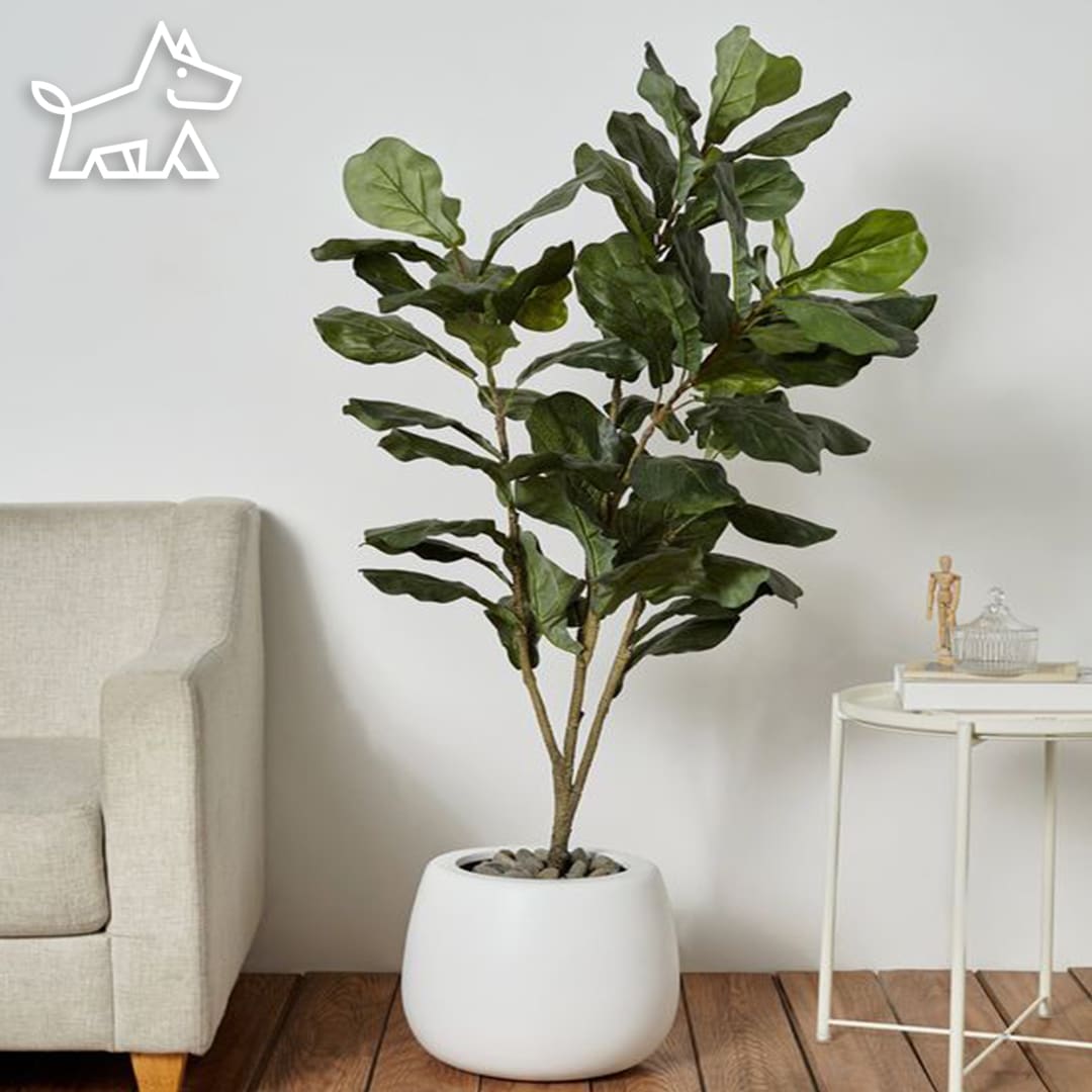 How to Clean Fiddle Leaf Fig Leaves: Elevate Your Interior Design with a Healthy, Vibrant Plant