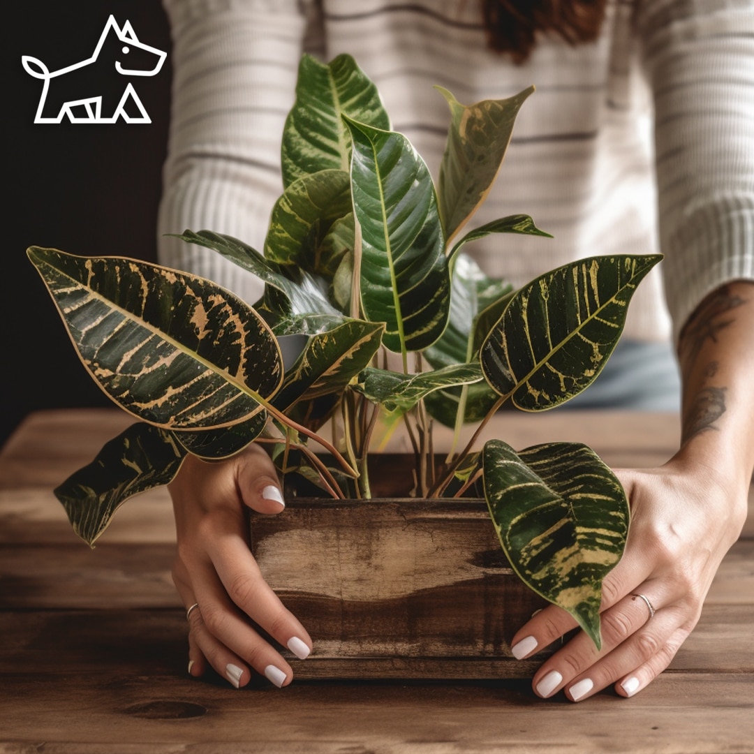 How to Make Croton Bushier: 7 Easy Steps for Bushy Crotons