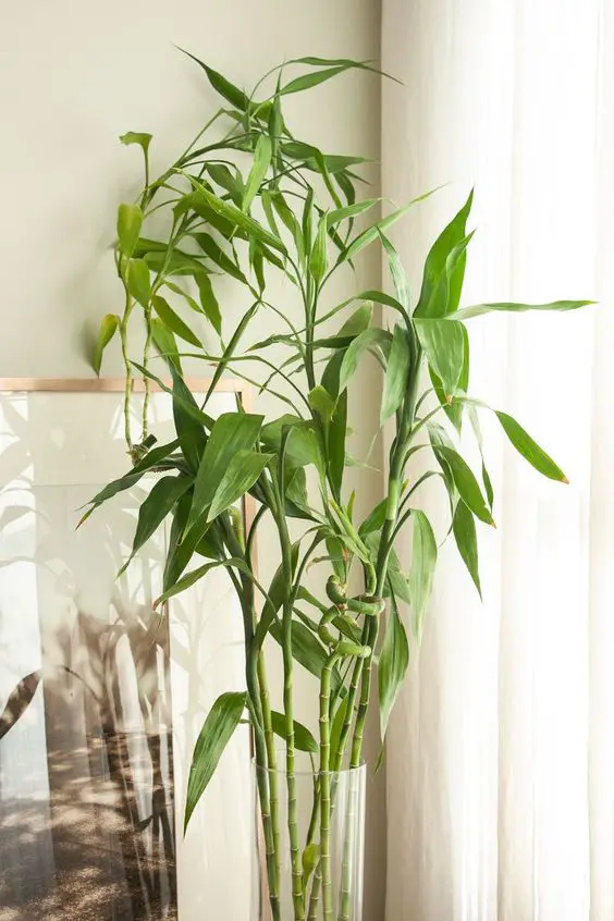 Step-by-Step Guide: Successfully Repotting Your Bamboo