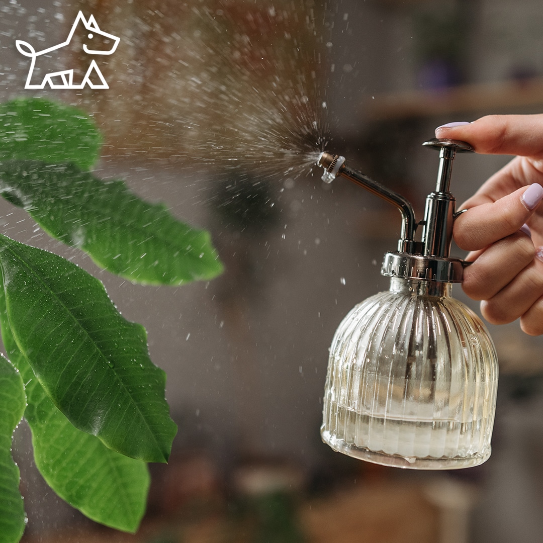 How to Get Rid of Gnats with Dawn Dish Soap and Create a Pest-Free Sanctuary