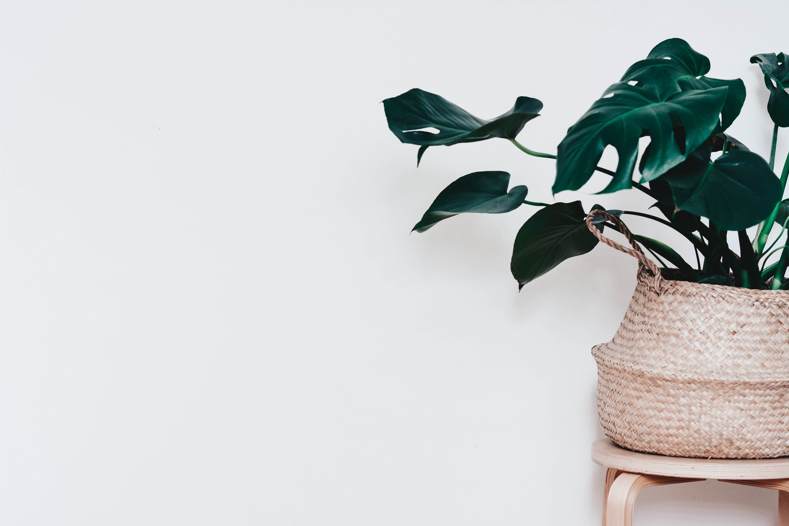 What is the recommended frequency for cleaning Monstera leaves in different environments, such as low light or high…
