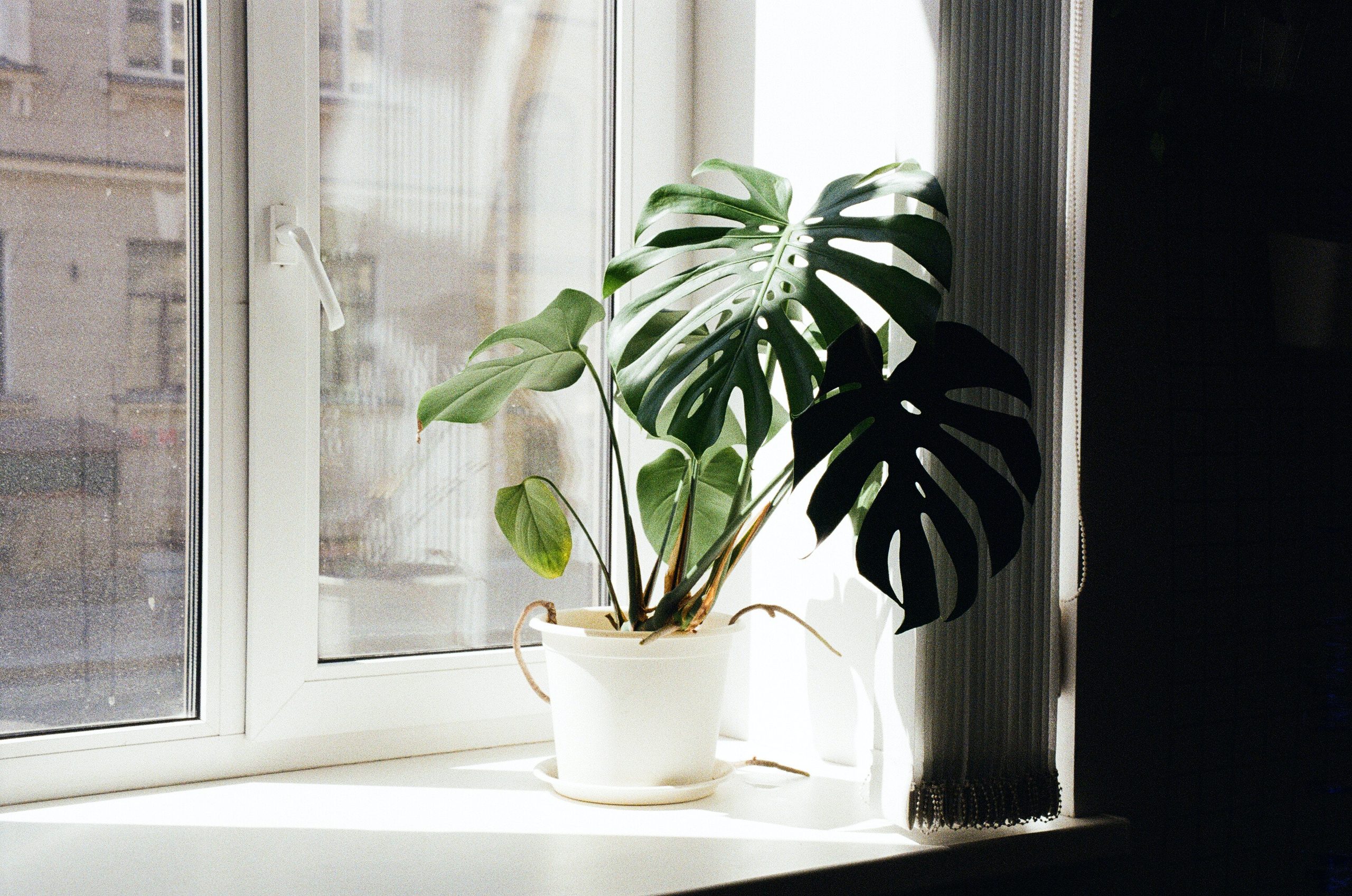 Essential Tools and Techniques for Pristine Monstera Leaves - photo 2
