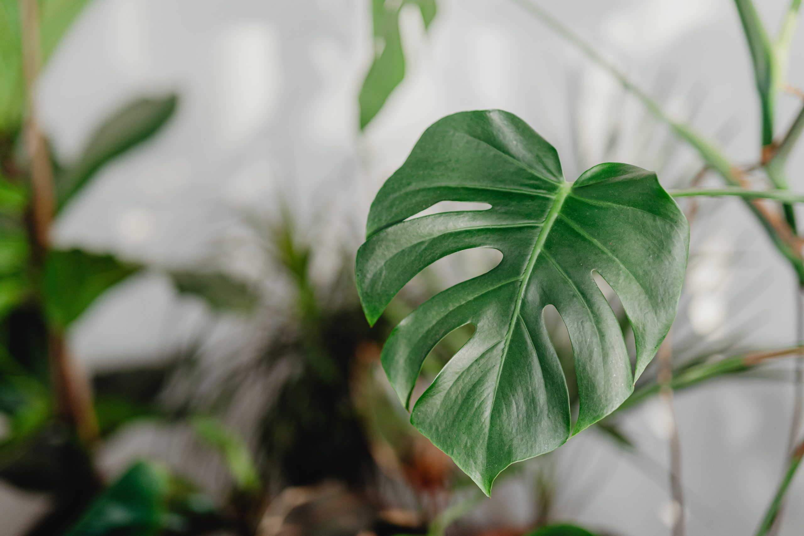 The Importance of Cleaning Monstera Leaves: Boosting Plant Health and Aesthetics