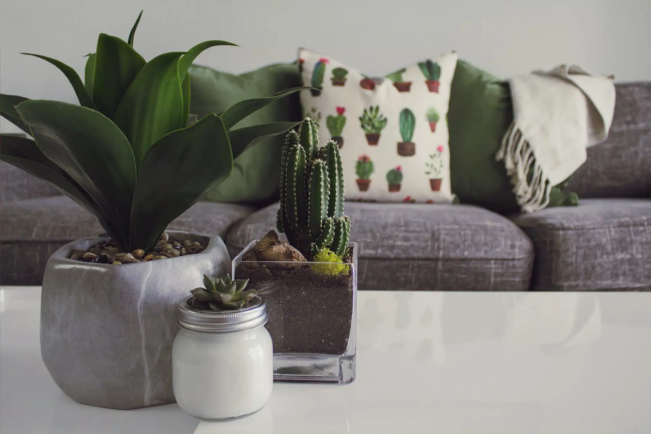 How to Make Your Own Cactus Soil: An Interior Designer's Green-Thumbed Guide