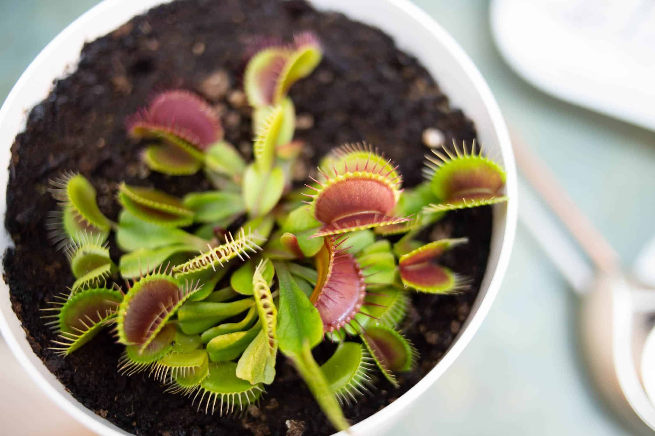 Picking the Optimal Pot: The Crucial Factors in Choosing the Right Pot for Your Venus Flytrap