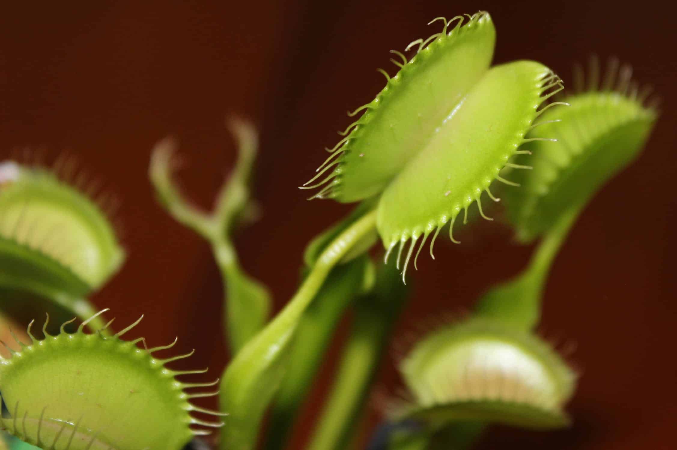 Timing for Repotting Venus Flytraps: Identifying the Ideal Time to Repot Your Venus Flytrap