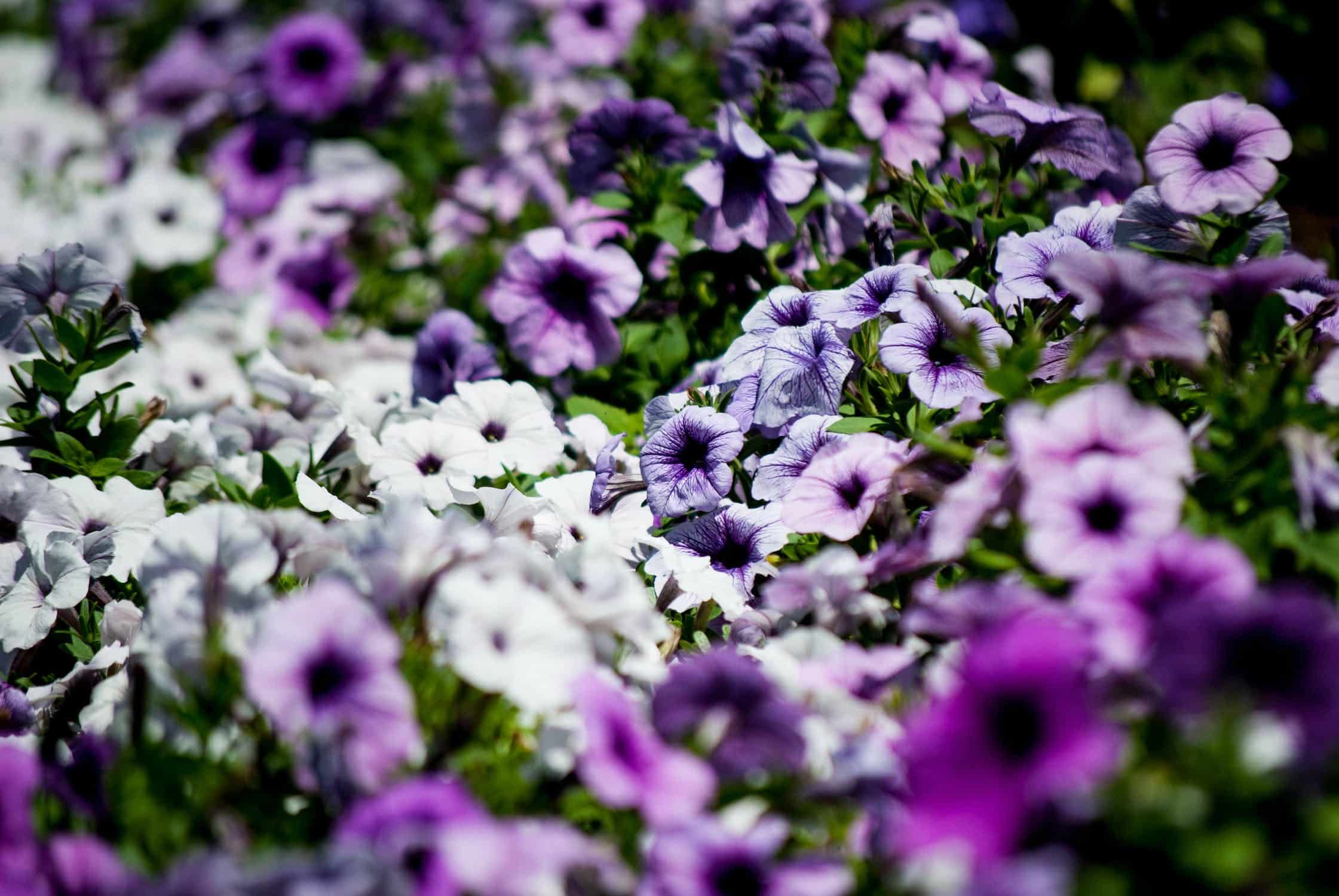 Master the Art of Deadheading: Ensure Lush, Lasting Petunias in Your Garden