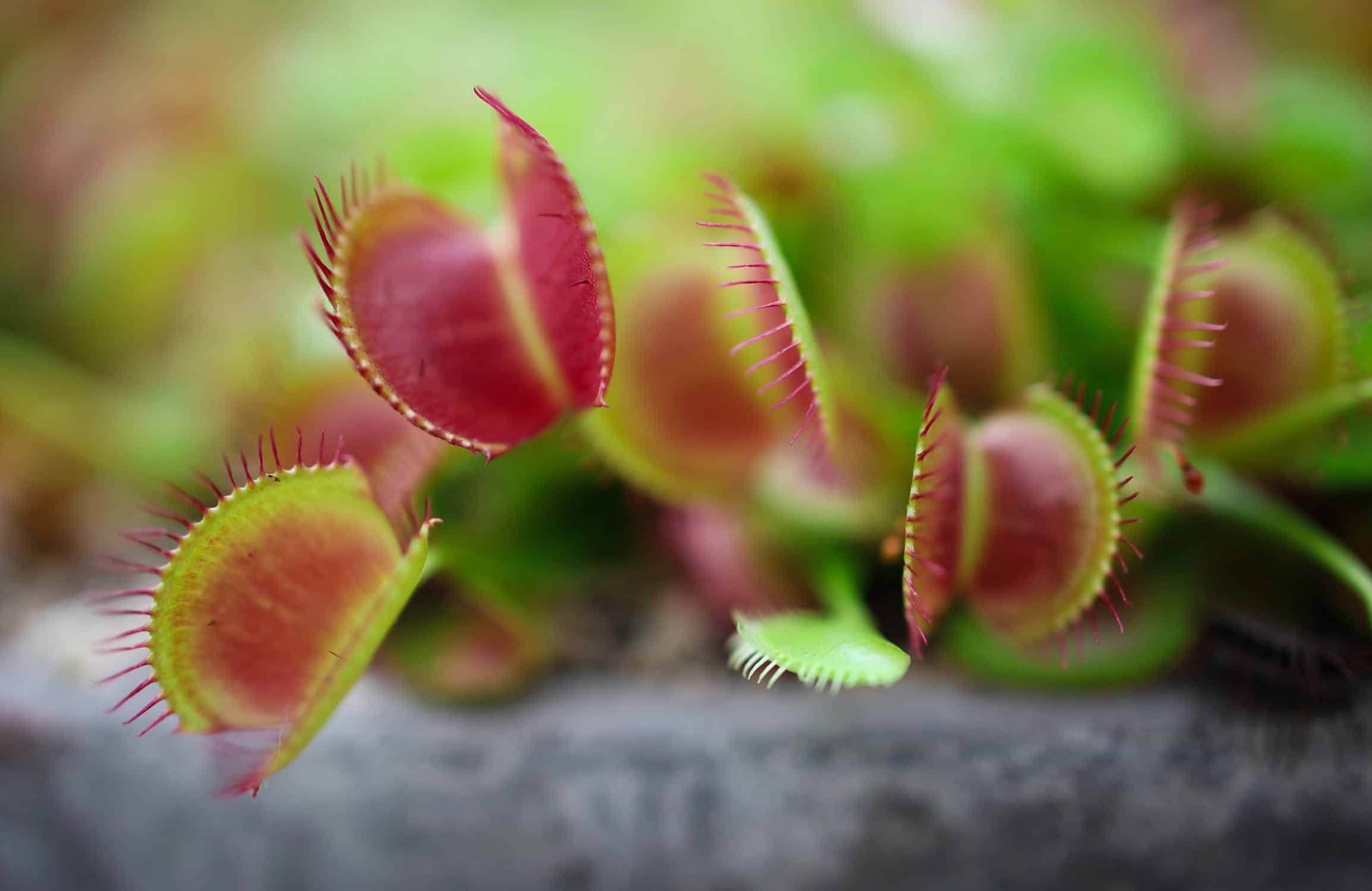 Post-Repotting Care: Ensuring the Health of Your Venus Flytrap After Repotting
