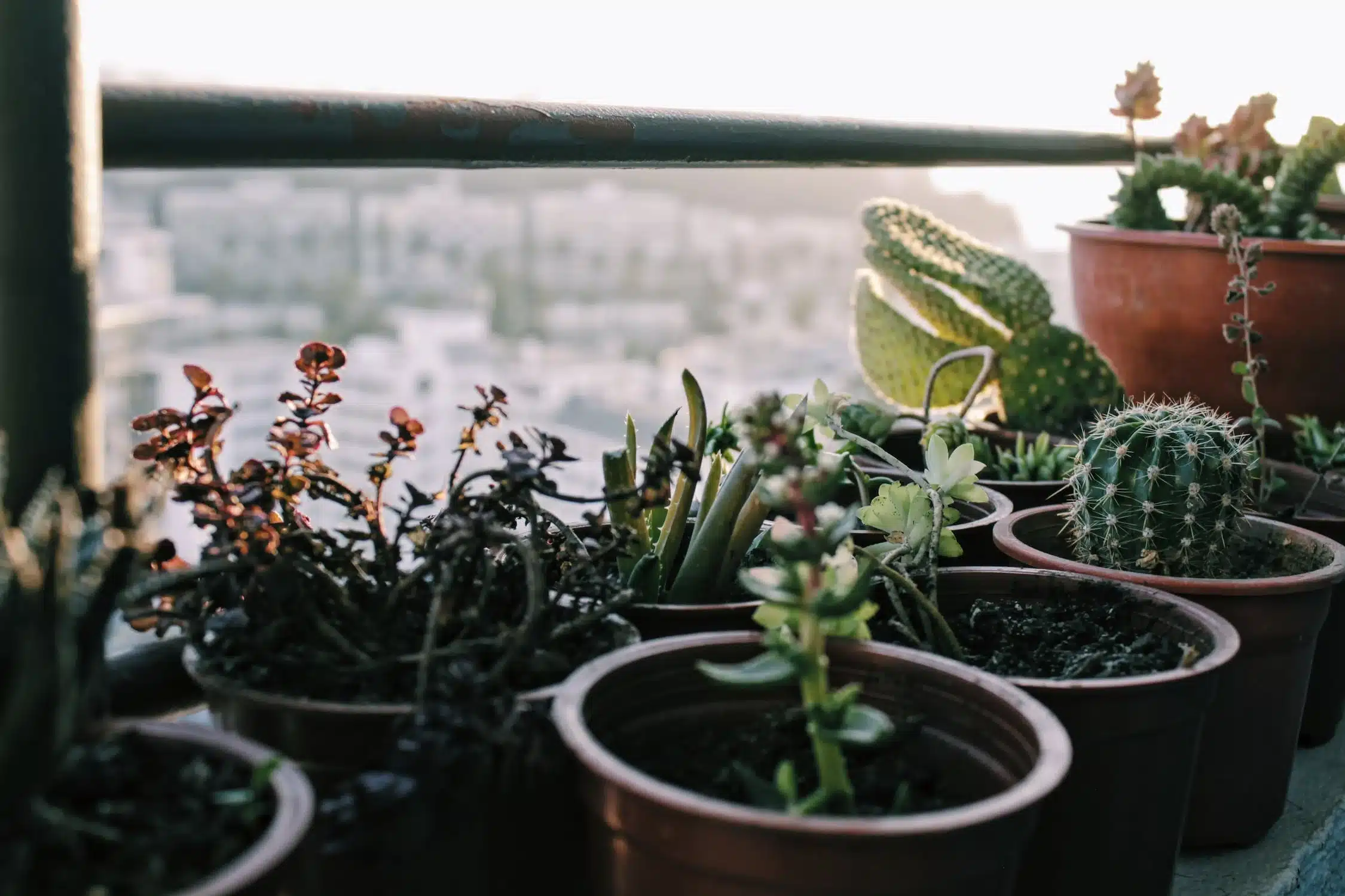 What are some popular interior design styles that incorporate cacti?