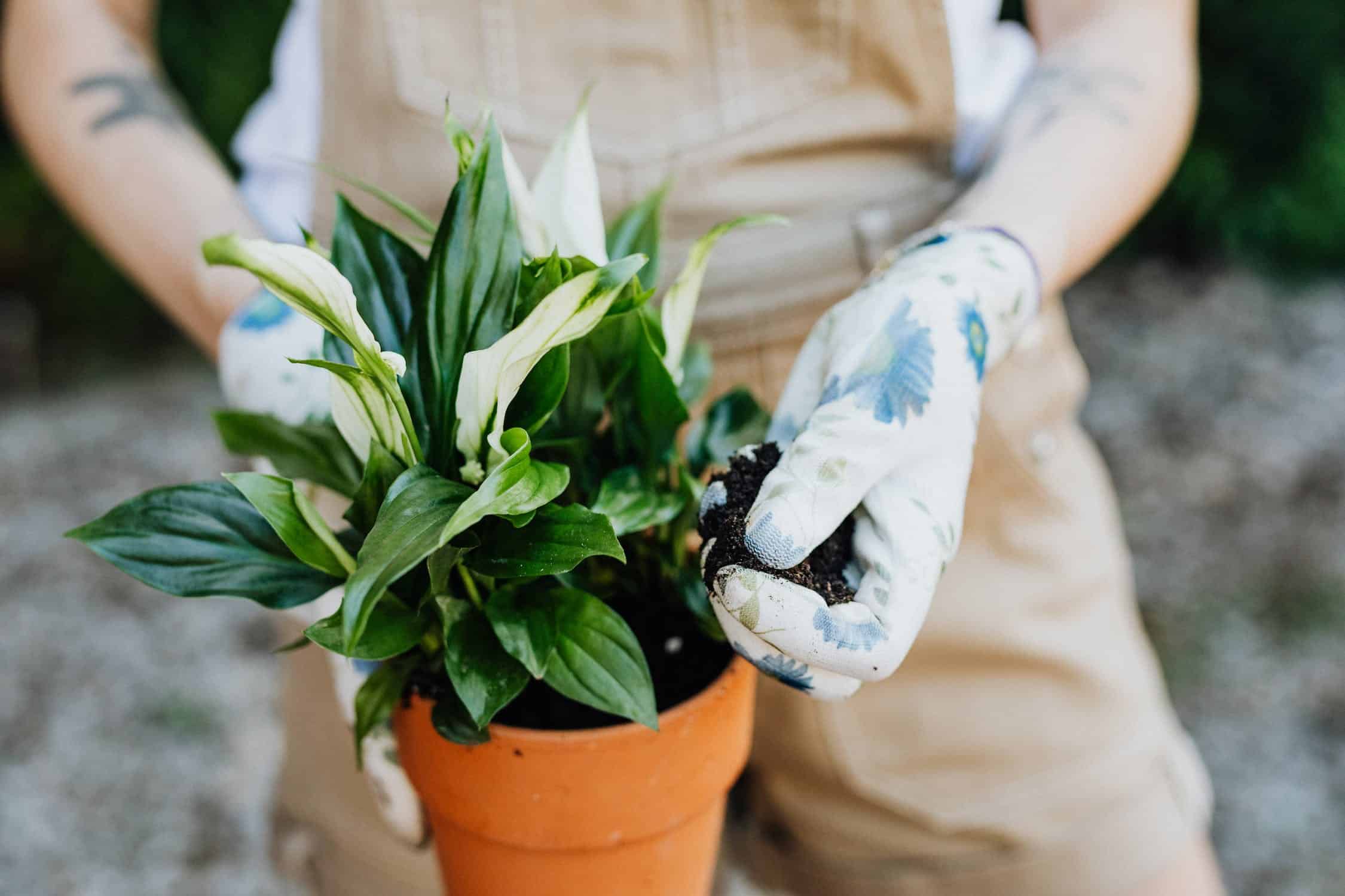 Your Path to Blooming Tranquility: Mastering Peace Lily Flowering