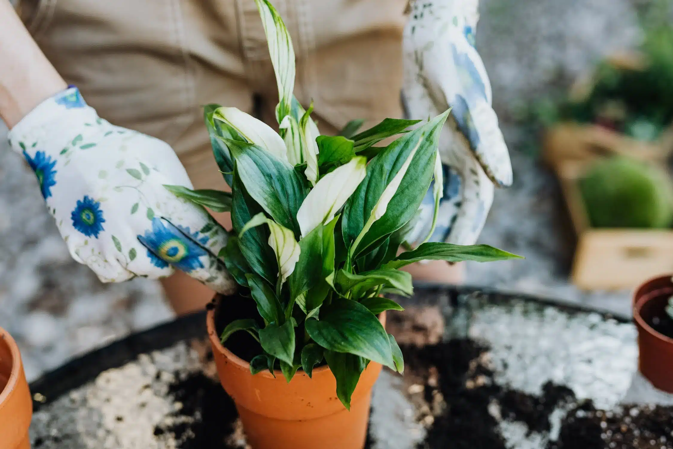 Unlocking the Secret to Blooming: Light and Peace Lily Care