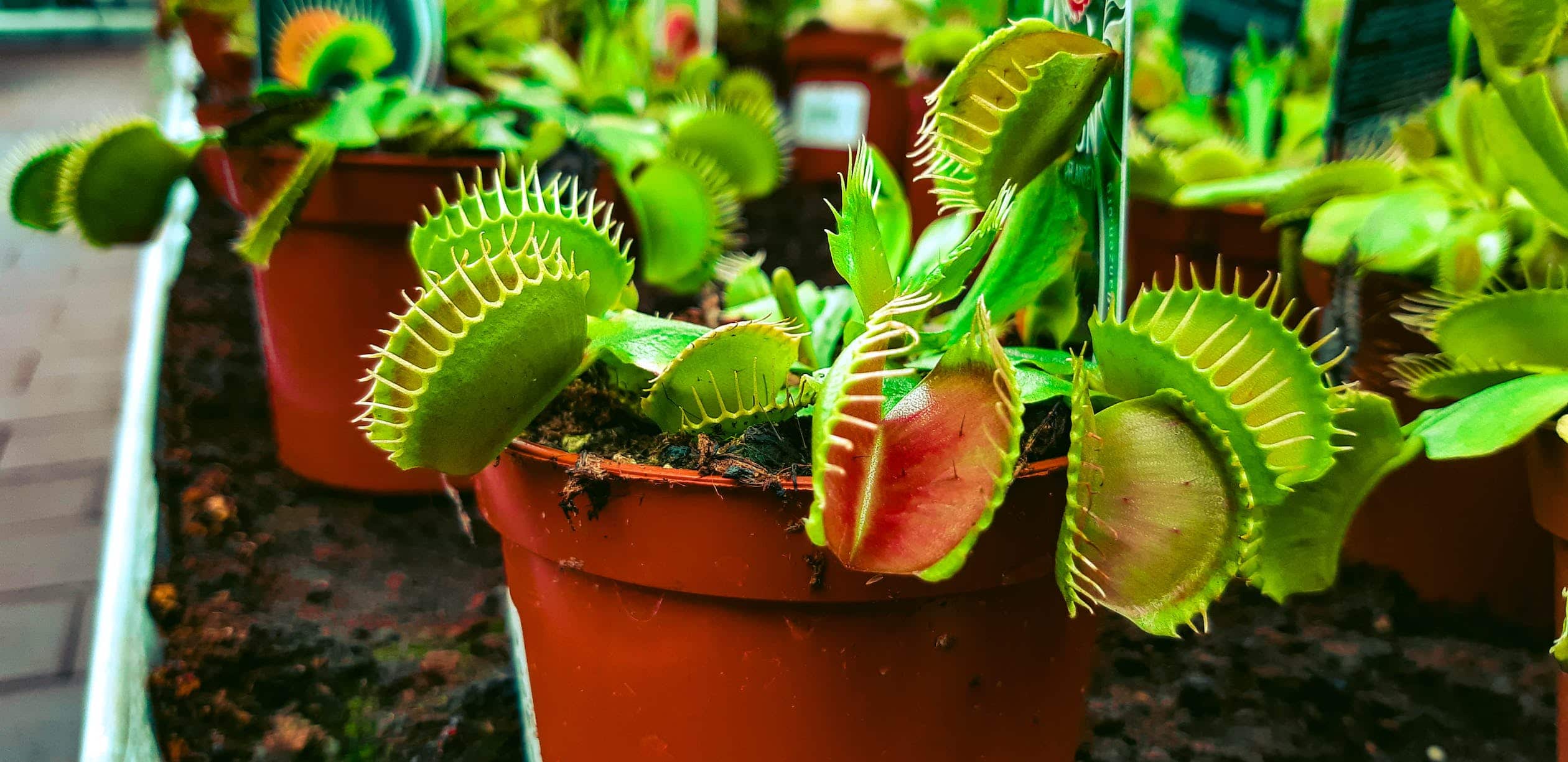 How can I ensure my Venus flytrap will continue to catch flies and other insects after repotting?
