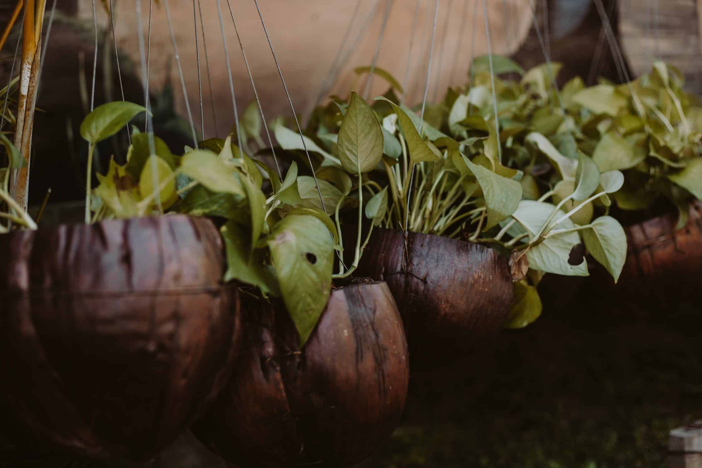 Seasonal Pothos Care: Can I Repot Pothos in Winter, or Should I Wait?