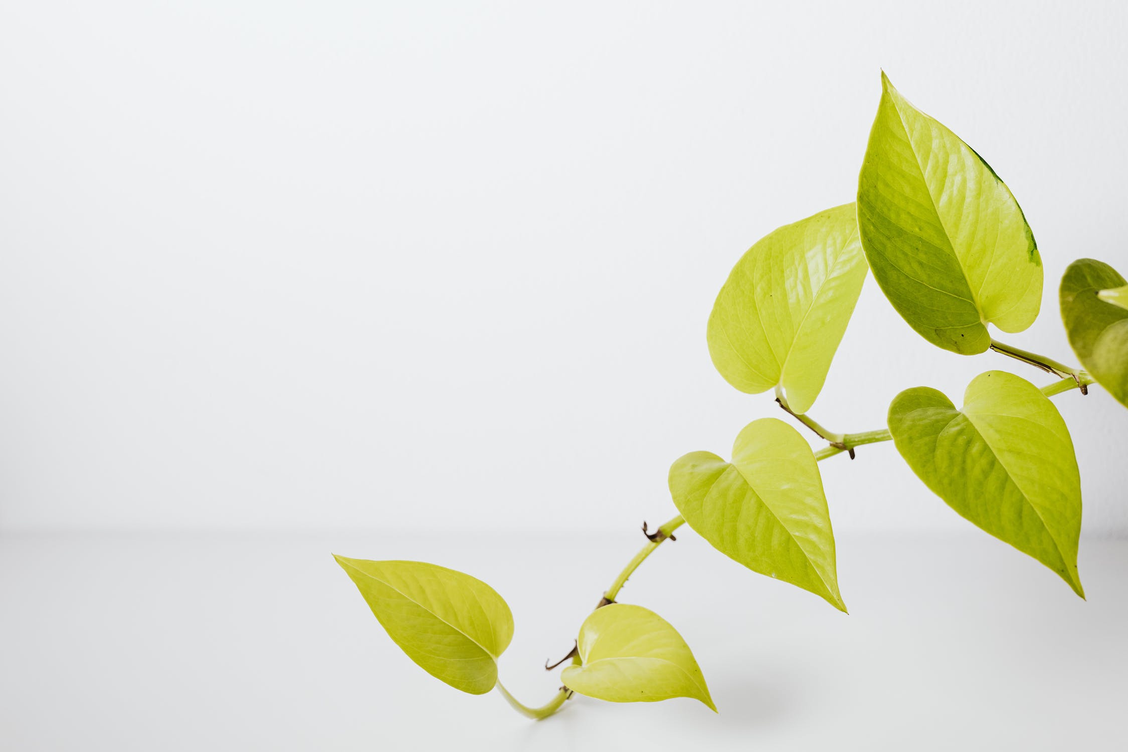Mastering Pothos Repotting: How to Repot Pothos in 5 Easy Steps