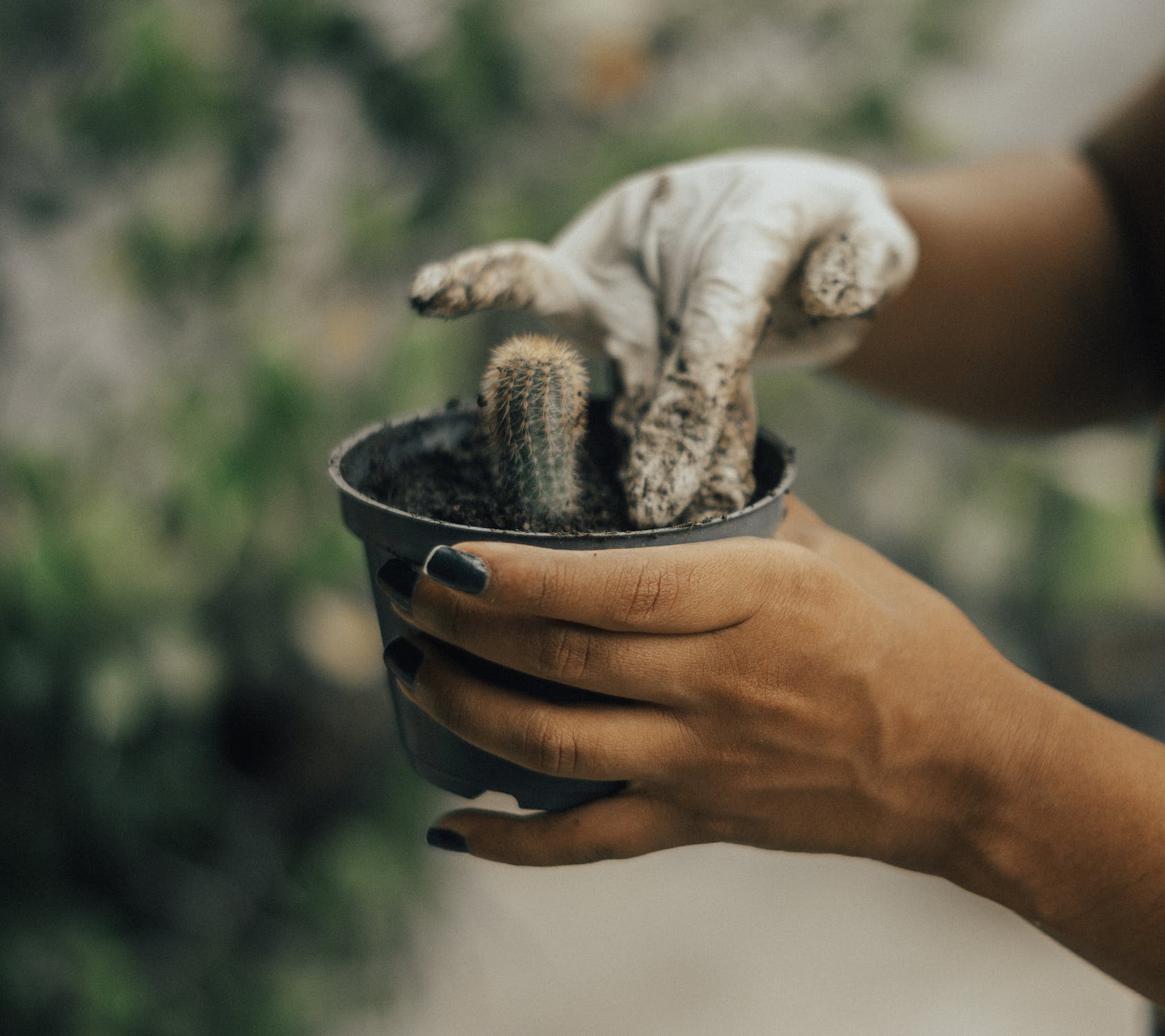 The Perfect Cactus Soil Mix: Finding the Right Balance
