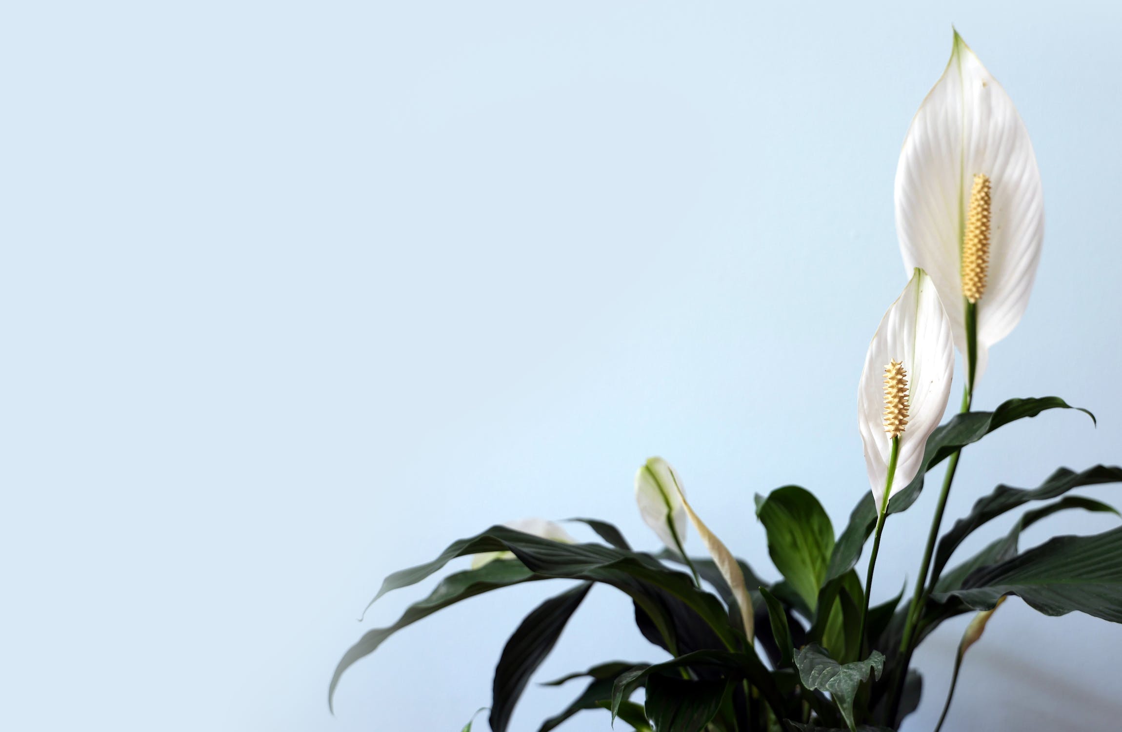 Can pruning my peace lily help improve its blooming frequency?