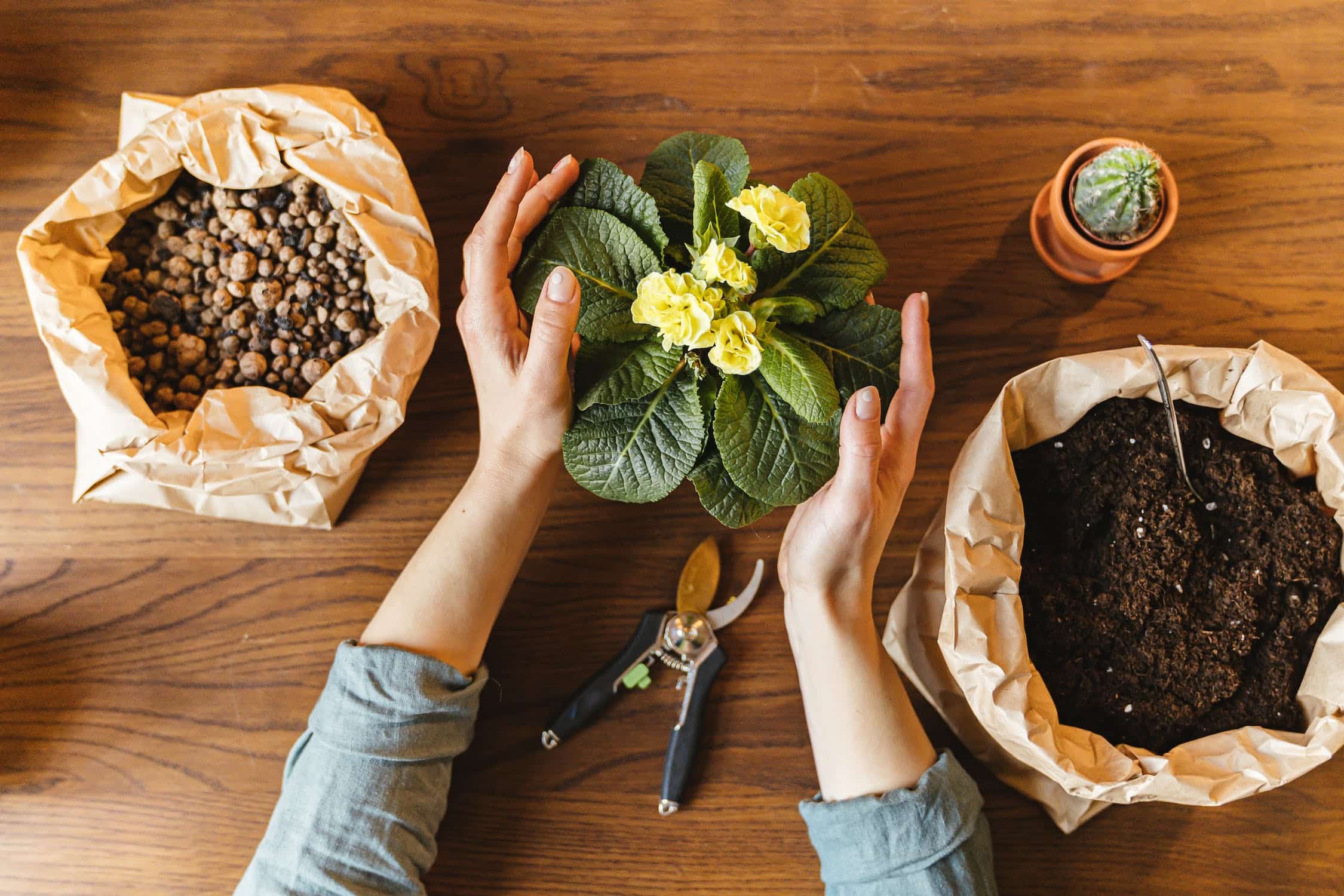 5 Steps to Create Your Own Cactus Soil Mix: